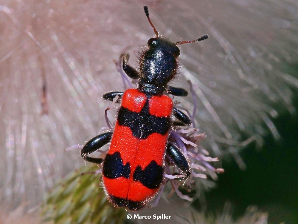 Trichodes apiarius (Cleridae)